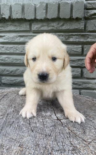 Golden retriever/ Husky