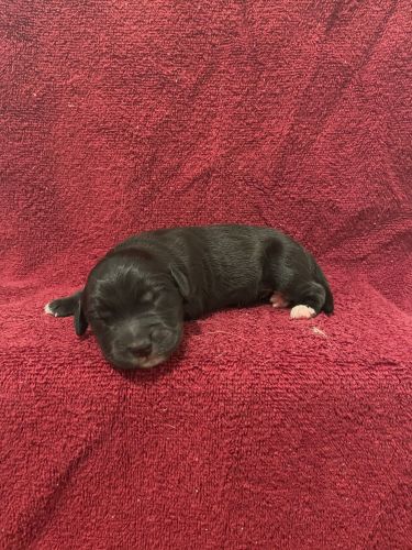Golden Retriever mix Nova Scotia Duck-Tolling Retriever