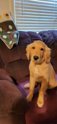 More than just a puppy