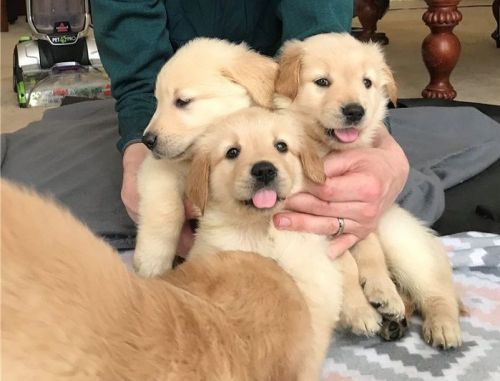 Golden Retriever puppies