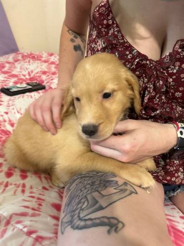 Golden retriever puppies