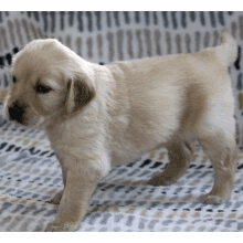 Golden Retriever Puppies for sale in San Francisco, CA, USA. price: $500