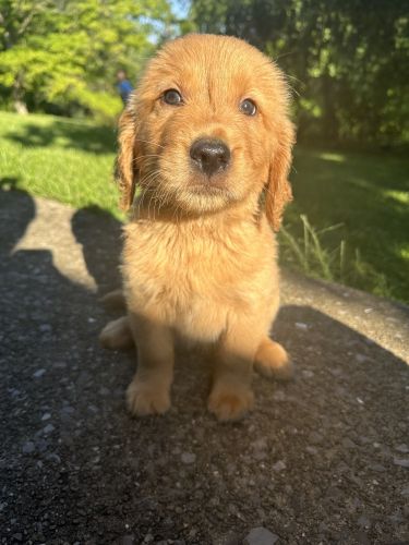 Red Golden Retriever Puppies