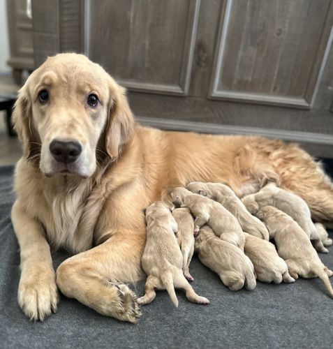 Golden Retriever Puppies for sale in Miami, FL, USA. price: $2,500