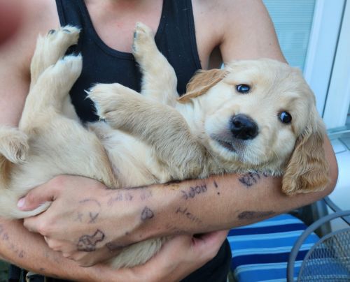 CKC Registered Golden Retriever Puppies