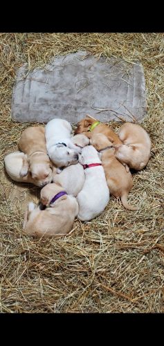 AKC Golden Retriever puppies