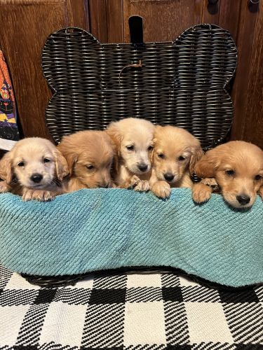 Beautiful golden retriever ouppies