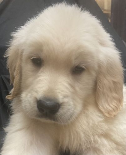 AKC Golden Retriever puppies