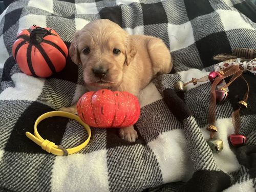 Golden Retriever Puppies for sale in Phoenix, AZ, USA. price: $600