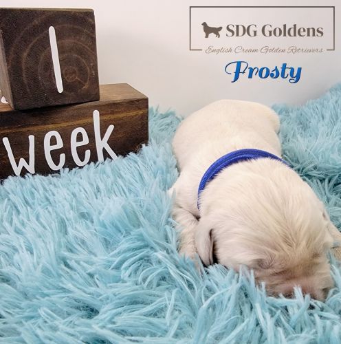 Frosty English Cream Golden Retriever
