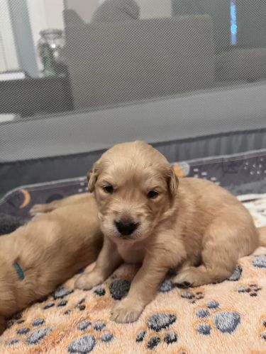 Golden Retriever Puppies