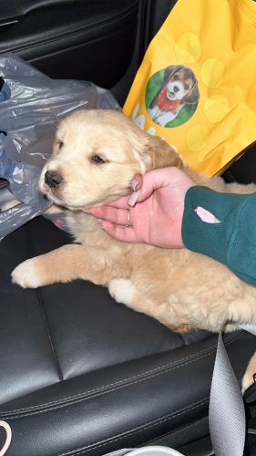 Golden retriever puppy