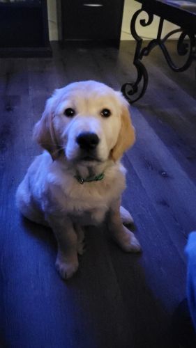 Purebred female Golden Retriever