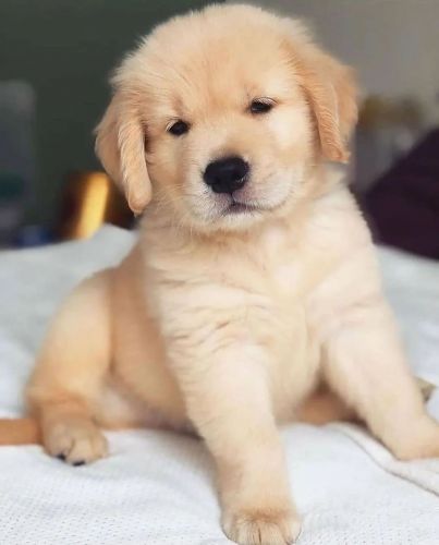 Golden Retriever Puppies for sale in Philadelphia, PA, USA. price: $550