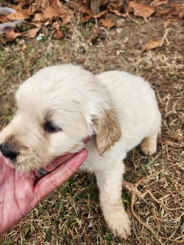 Akc Golden Retreiver Puppies