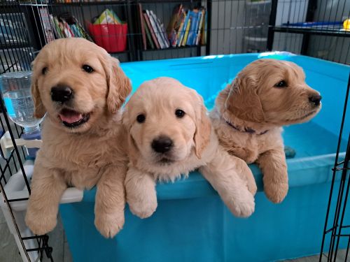 Purebred Golden Retriever Puppies