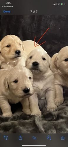Golden Retriever puppies for sale