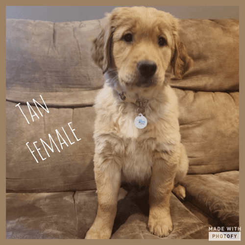 Golden Retriever puppies