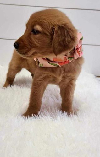 FULL AKC REGISTERED GOLDEN RETRIEVER PUPPIES