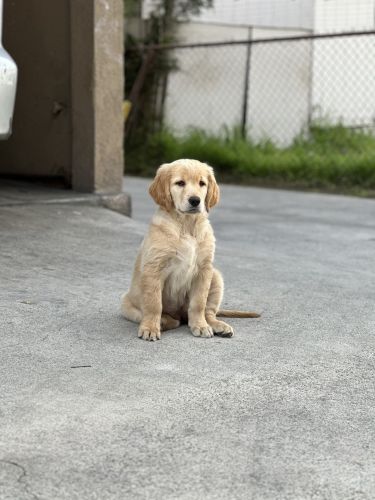 Selling a puppy cuz don’t have time to take care of her