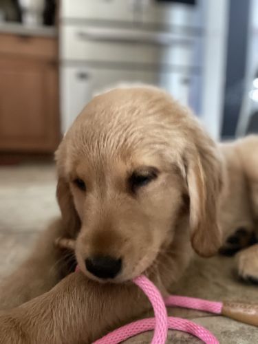 Golden Retriever Puppy