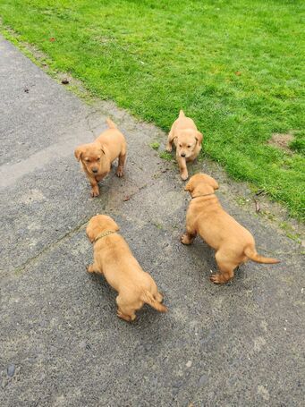 Dark golden retriever X Fox Red Labrador Puppies