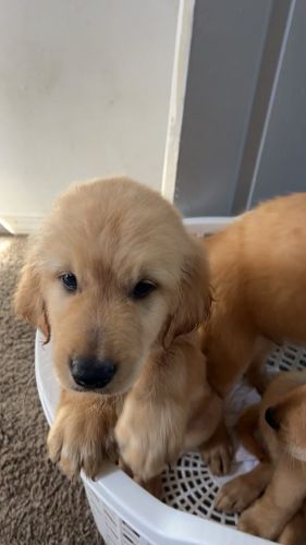 Golden Retriever Puppies for sale in Long Beach, CA, USA. price: $500