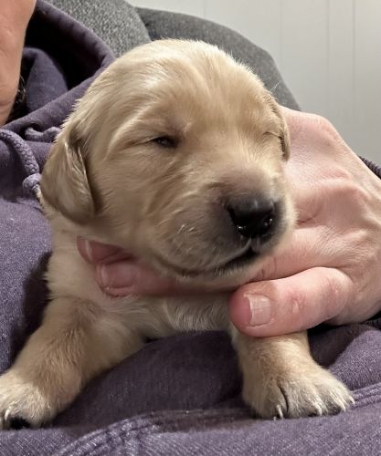 AKC Golden Retriever