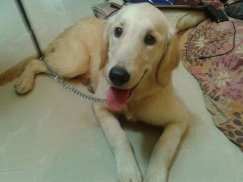 Golden Retriever Puppies for sale in Bengaluru, Karnataka 560001, India. price: 6,500 INR