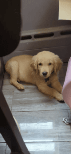 Golden Retriever Puppies for sale in Chicago, IL, USA. price: $700