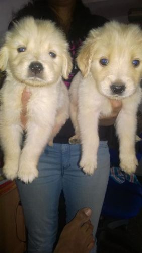 Golden Retriever Puppies for sale in Bengaluru, Karnataka 560001, India. price: 9,000 INR