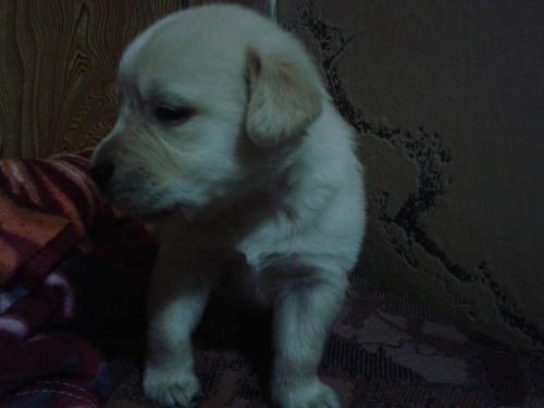Golden Retriever Puppies for sale in Chandigarh, India. price: 15,000 INR