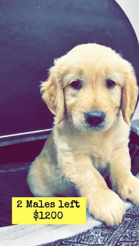 AKC Golden Retriever