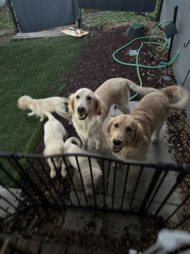 AKC Golden Retrievers