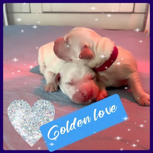 English Cream golden Retrievers