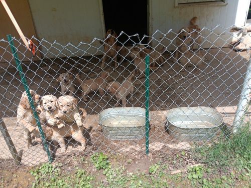 Golden retriever puppies for sale