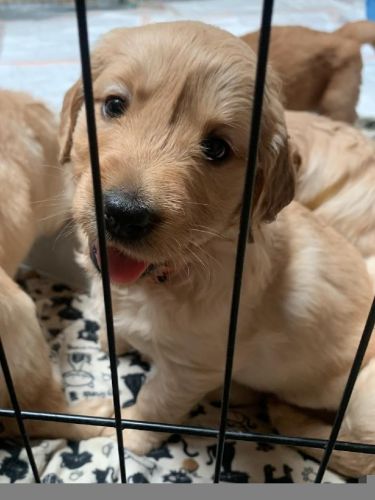 Golden Retriever Puppies