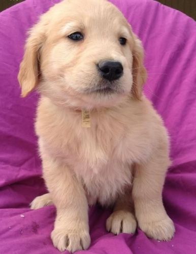 Golden Retriever Puppies for Sale