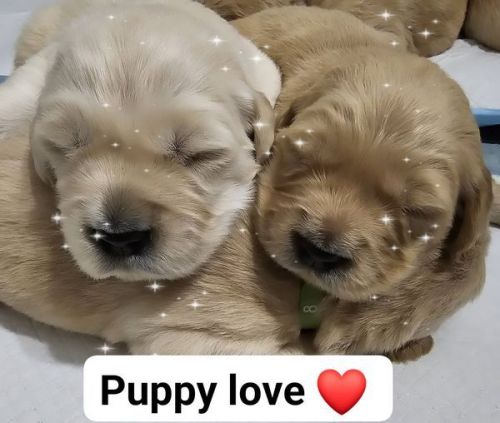 Golden Retriever Pups