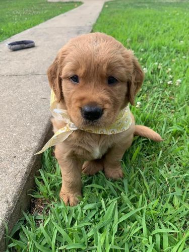 Golden Retriever puppies for sale