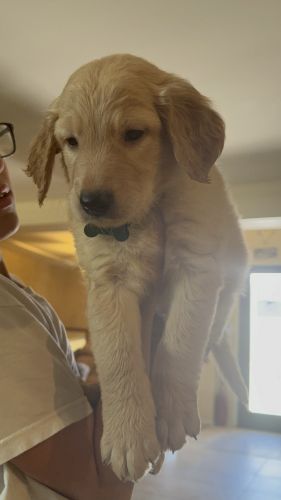 Golden Retriever Puppies for sale in Orange, CA, USA. price: $700