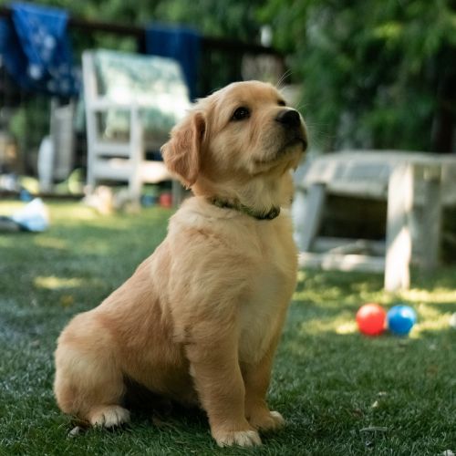 Golden Retriever Puppies for sale in Los Angeles, CA, USA. price: $1,250