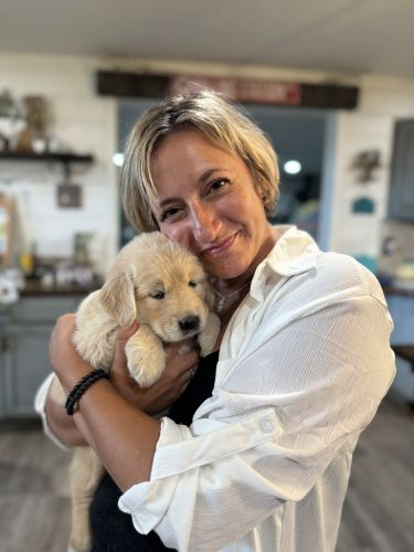 English/American Golden Retriever Female