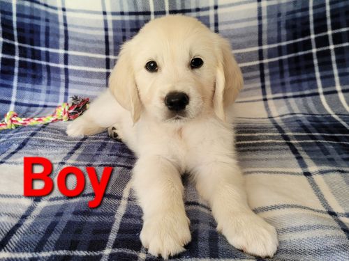 English Cream Golden retriever Puppies