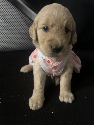 Golden retriever puppies
