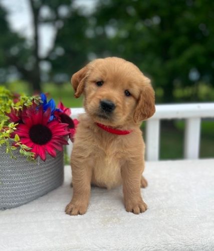 Cute Goldern Retriever Puppies Loyal Companion Seeking Loving Homes