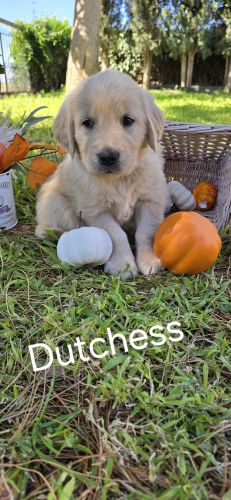 Everyone's best buddy