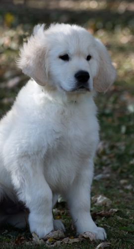 English Cream Golden Retriever Male Puppy