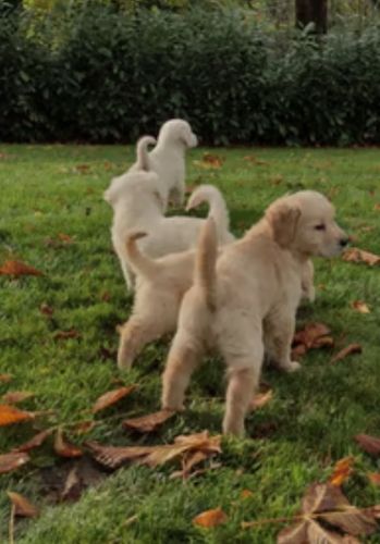 Akc Reg Pure Breed Golden Retriever Puppies Available