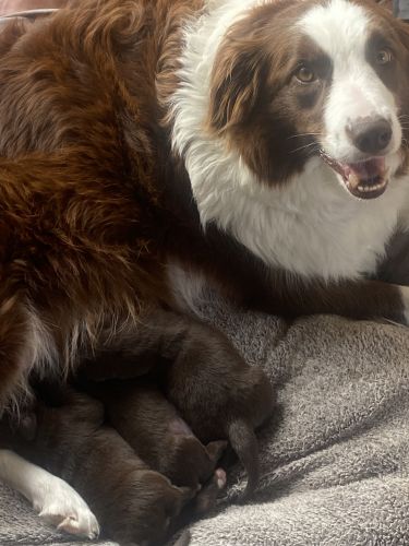 Golden Borders - Golden Retriever x Border Collie